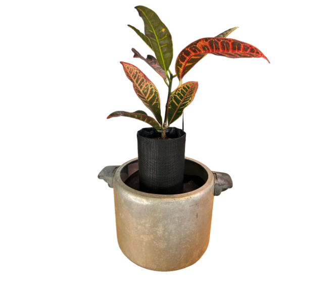 Unique Self-Watering Vintage Canning Pot Planter with Croton Plant