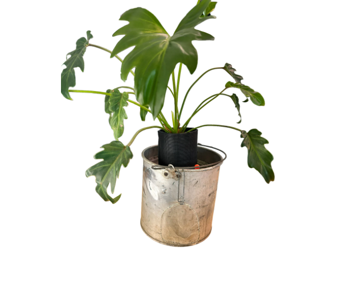 Charming Self-Watering Vintage Minnow Bucket Planter with Philodendron Xanadu