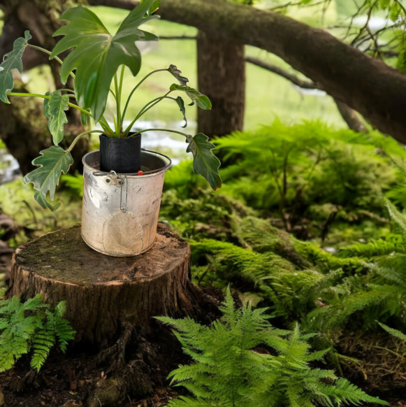 Charming Self-Watering Vintage Minnow Bucket Planter with Philodendron Xanadu