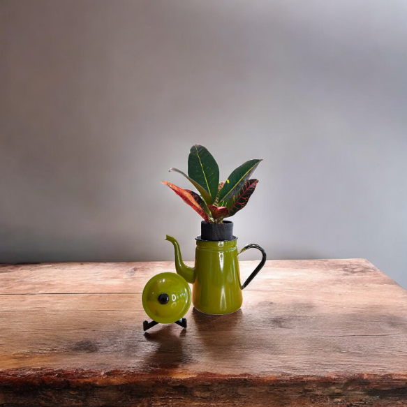 Vintage Olive Green Enamelware Coffee/Tea Kettle Planter with Croton Plant