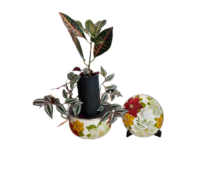 Pioneer Woman Christmas Holiday Poinsettia 4Q Dutch Oven Planter with Croton & Tradescantia Plants