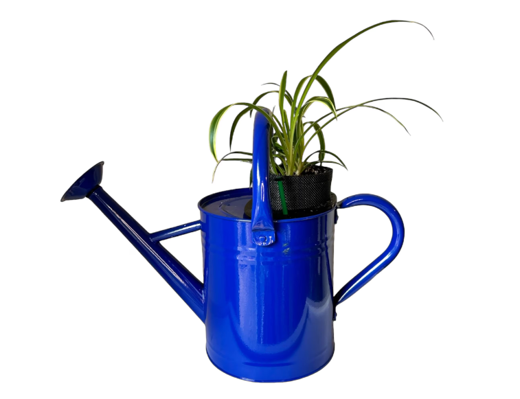 Cobalt Blue Self-Watering Indoor Planter with Vibrant Spider Plant