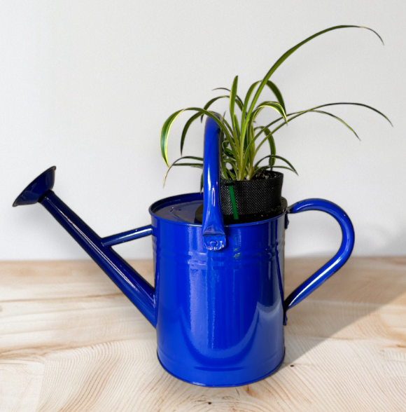 Cobalt Blue Self-Watering Indoor Planter with Vibrant Spider Plant