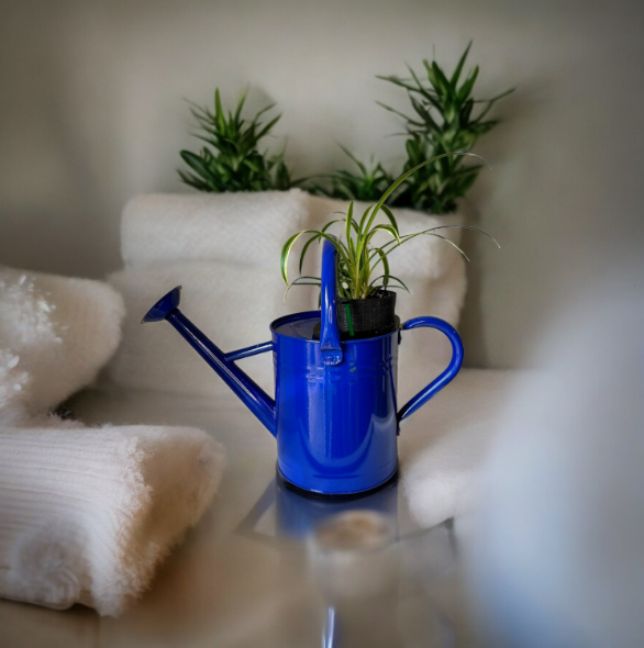 Cobalt Blue Self-Watering Indoor Planter with Vibrant Spider Plant