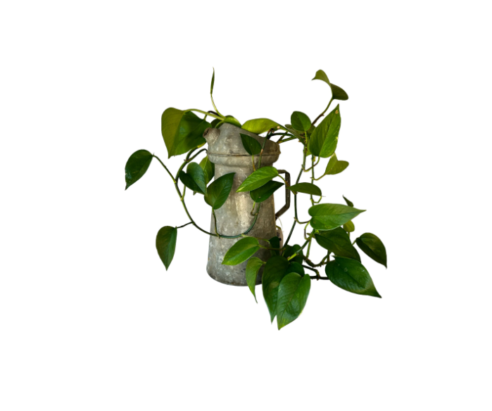 Vintage Oil Can Planter with Lush Golden Pothos Plant