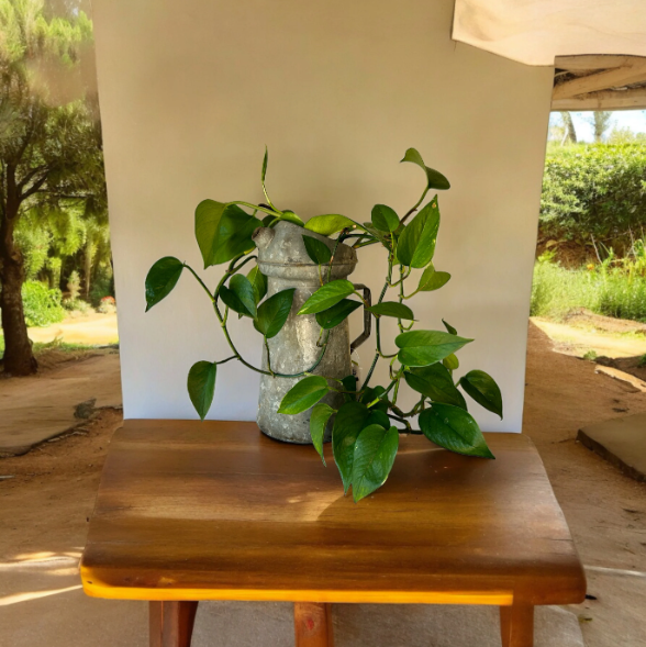 Vintage Oil Can Planter with Lush Golden Pothos Plant