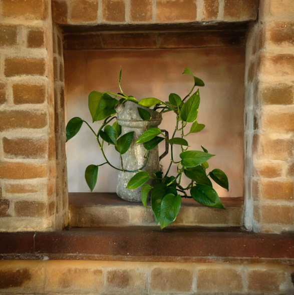 Vintage Oil Can Planter with Lush Golden Pothos Plant