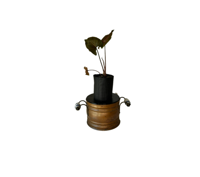 Rustic Brass Finish Planter with Arrowhead Plant