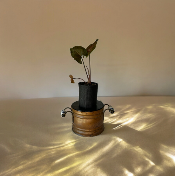 Rustic Brass Finish Planter with Arrowhead Plant