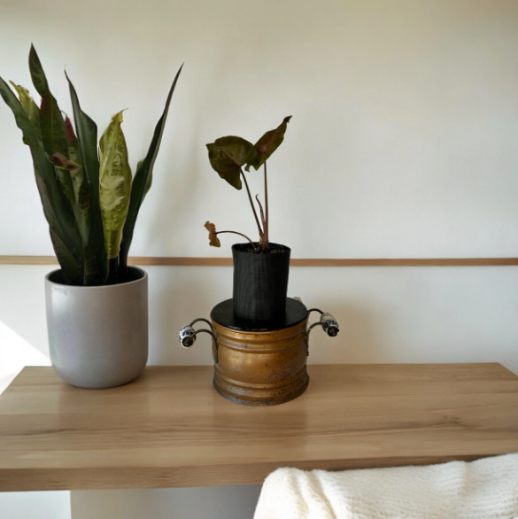 Rustic Brass Finish Planter with Arrowhead Plant