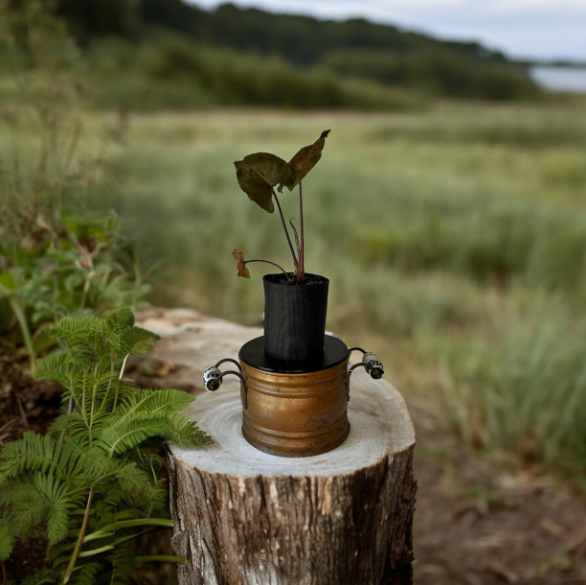 Rustic Brass Finish Planter with Arrowhead Plant