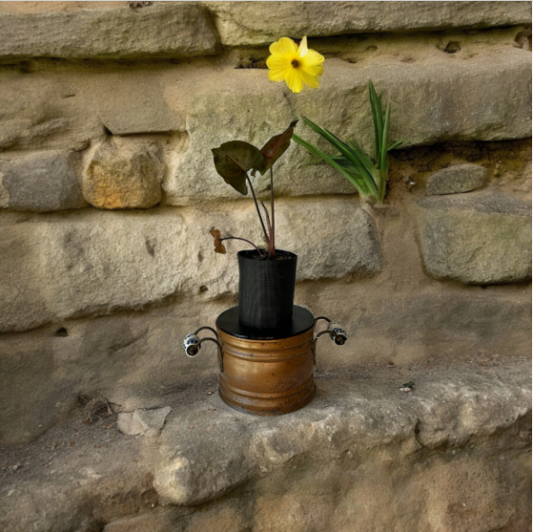 Rustic Brass Finish Planter with Arrowhead Plant